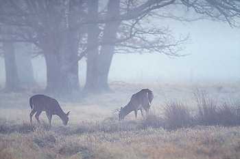 Whitetail Deer in Fog