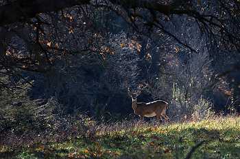 Whitetail Deer in Scene