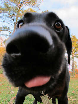 Woofy